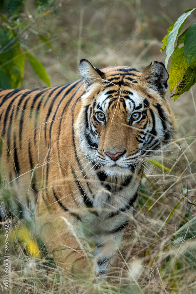 Obraz premium Wild male tiger head on at magdhi zone of bandhavgarh national park or tiger reserve madhya pradesh india - panthera tigris tigris