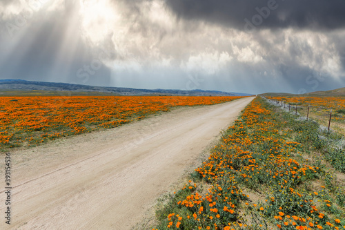 Dirt road and poppy wildflo...