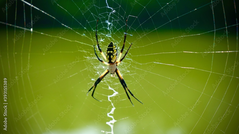 Close-up of black and yellow Orb-weaver spider in middle of web Close-up of black and yellow Orb-weaver spider in middle of web