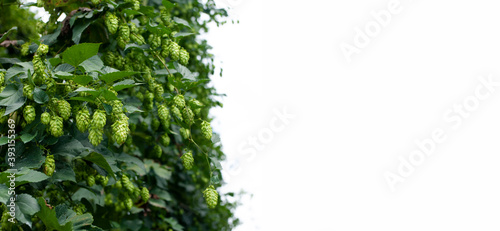 Foto Hop plant, banner with copy space
