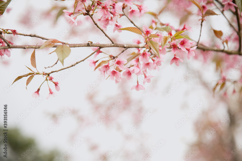 Beautiful cherry blossom or sakura in spring time over sky Beautiful cherry blossom or sakura in spring time over sky