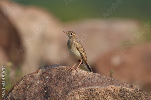 Paddyfield Pipit standing on a rock photo