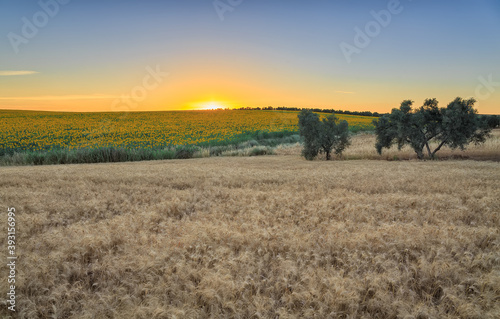 sunset in a field of sunflowers with other crops in front and some trees