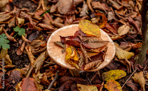 mushrooms among the autumn leaves