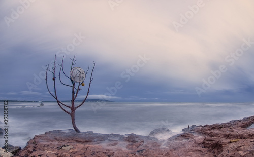 leafless tree on rocks by the sea