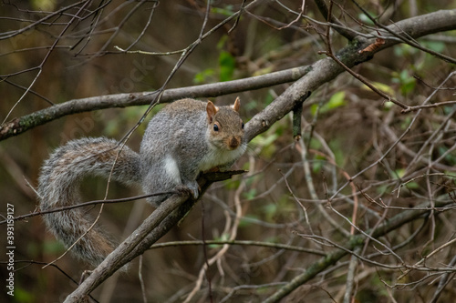Squirrel in Tree