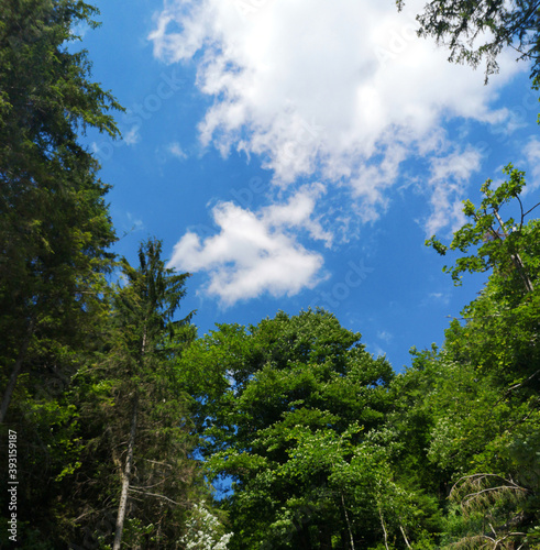 blue sky and forest
