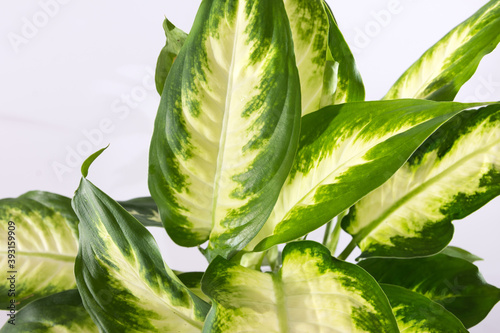 Dieffenbachia plants isolated on white background. photo