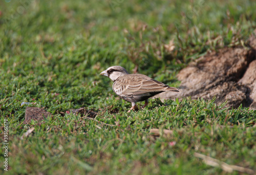 Ashy-crowned sparrow-lark male standing on an open field