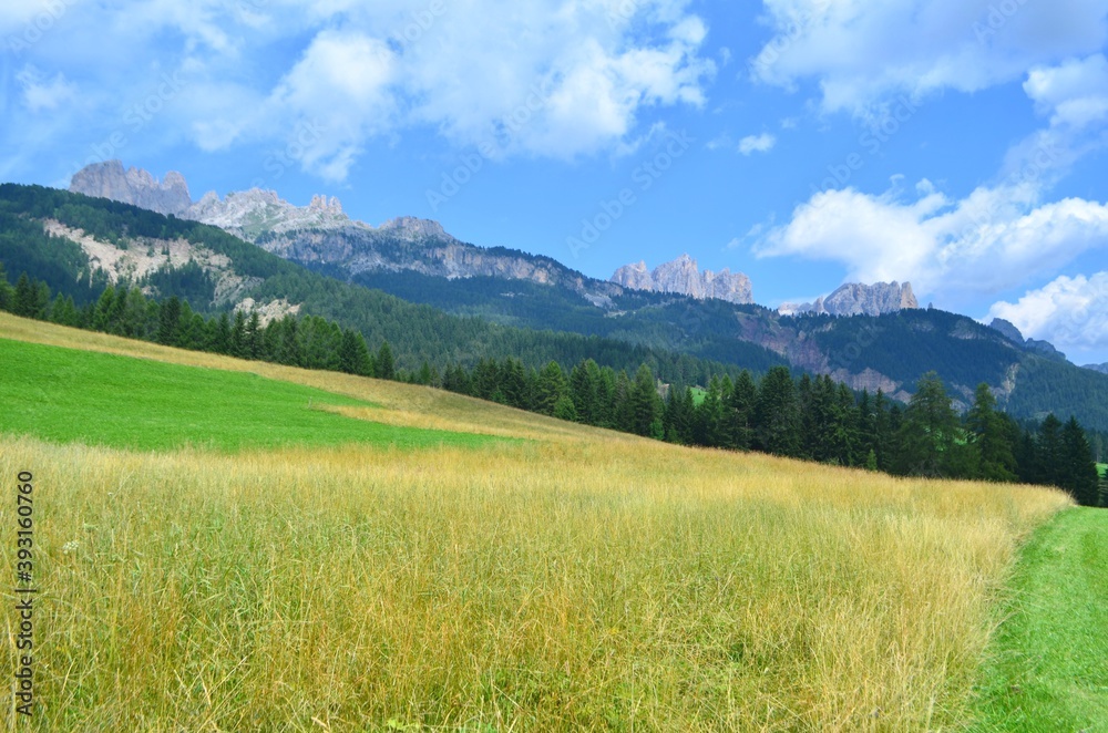 View of the Catinaccio group from the Tamion field. The Dolomites, Italy