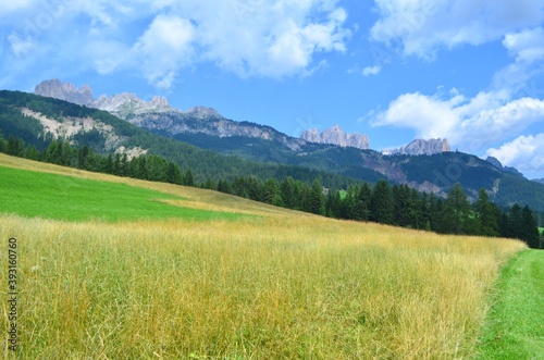 View of the Catinaccio group from the Tamion field. The Dolomites, Italy