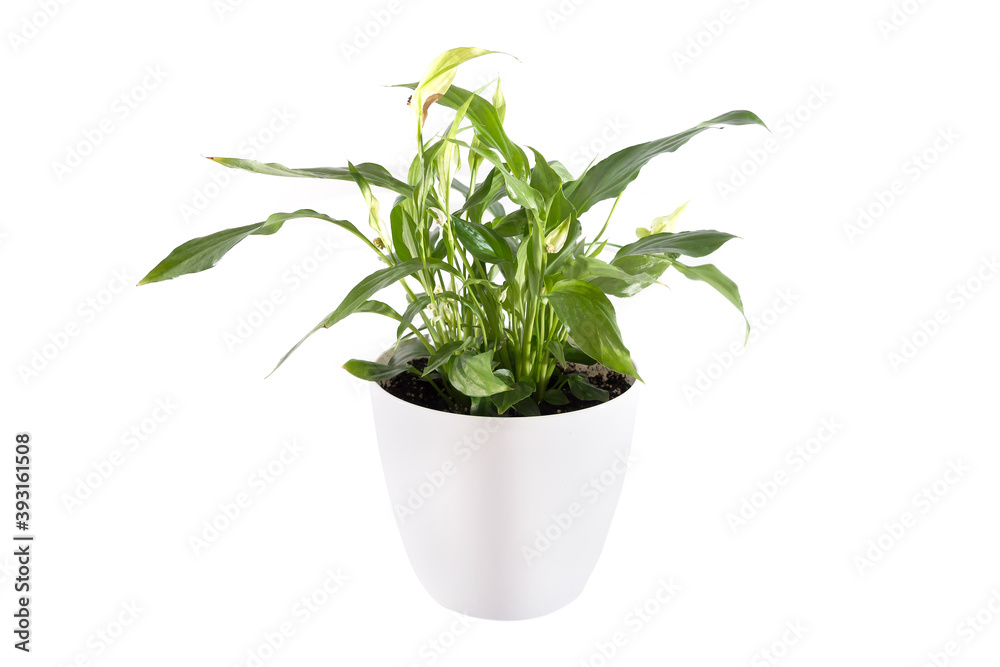 spathiphyllum plant isolated on white background. spathiphyllum plant isolated on white background.
