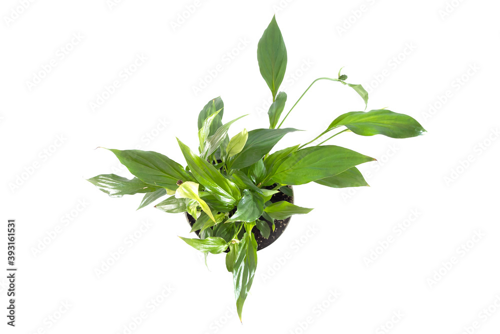 spathiphyllum plant isolated on white background. spathiphyllum plant isolated on white background.