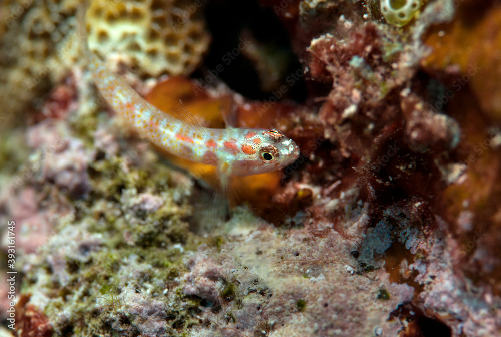 Dwarf pygmy goby swimming undersea Dwarf pygmy goby swimming undersea