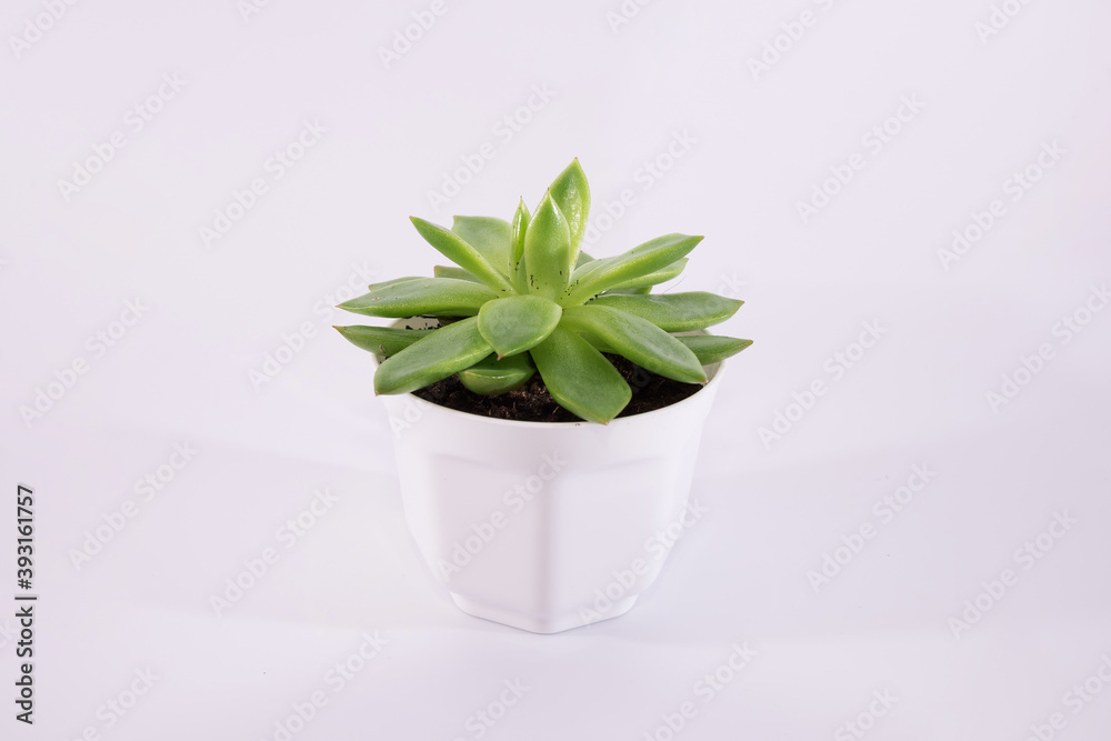 succulents plant in a pot on a white background. succulents plant in a pot on a white background.