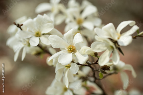 White magnolia flowers. Blooming white flowers in Europa