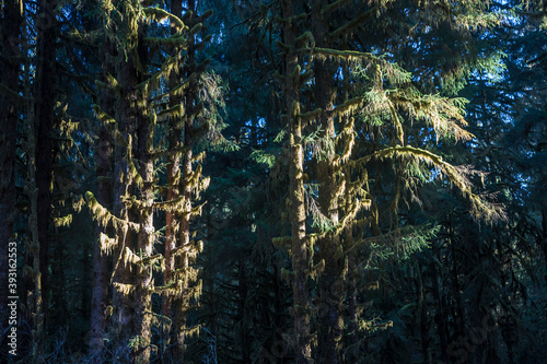 Landscape view of the trees in the Hoh Rainforest in Olympic National Park (Washington).