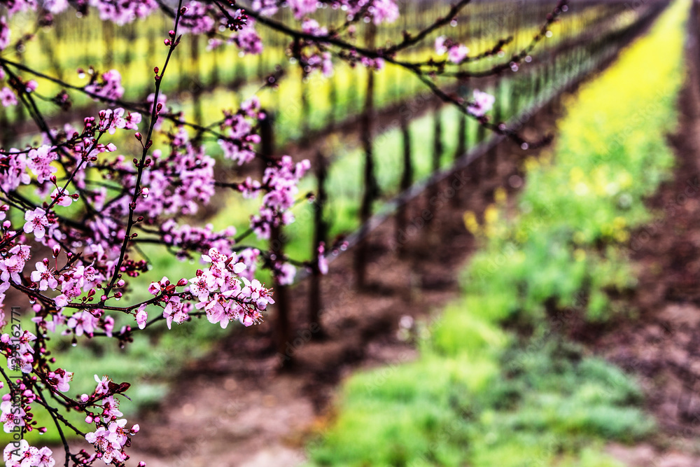 Scenic view of plum tree blossoms in vineyard Scenic view of plum tree blossoms in vineyard