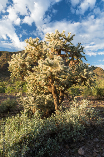 View of Cholla cactus and brittlebush growing in Picacho Peak State Park photo