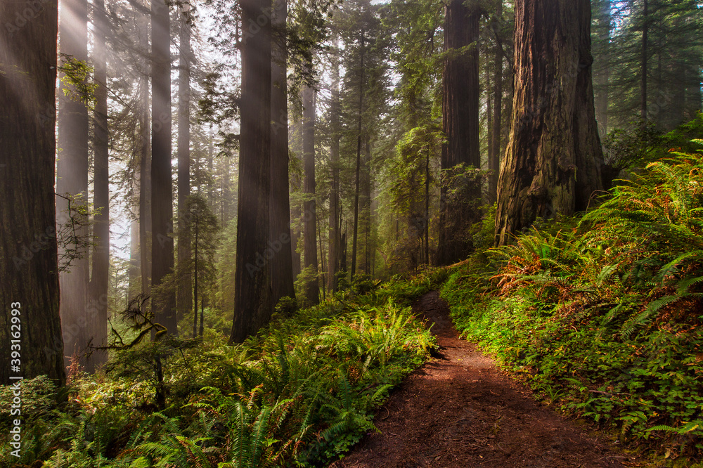Scenic view of trail passing through Redwood National and State Parks Scenic view of trail passing through Redwood National and State Parks