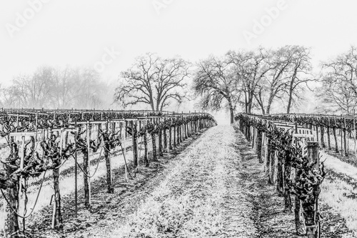 View of vineyard