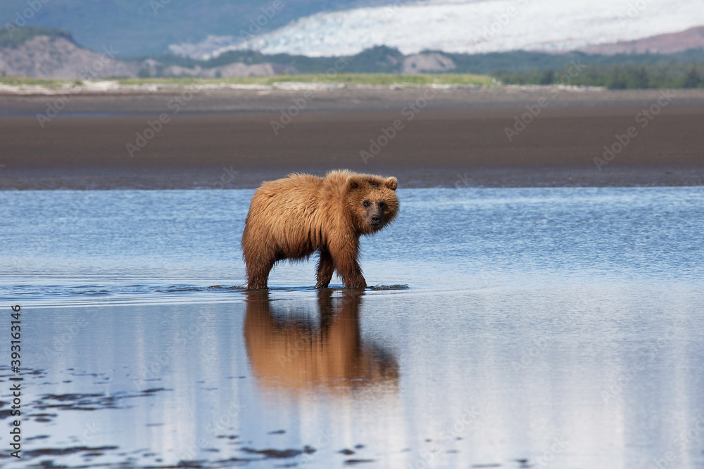 Alaska Peninsula brown bear walking on coastline Alaska Peninsula brown bear walking on coastline