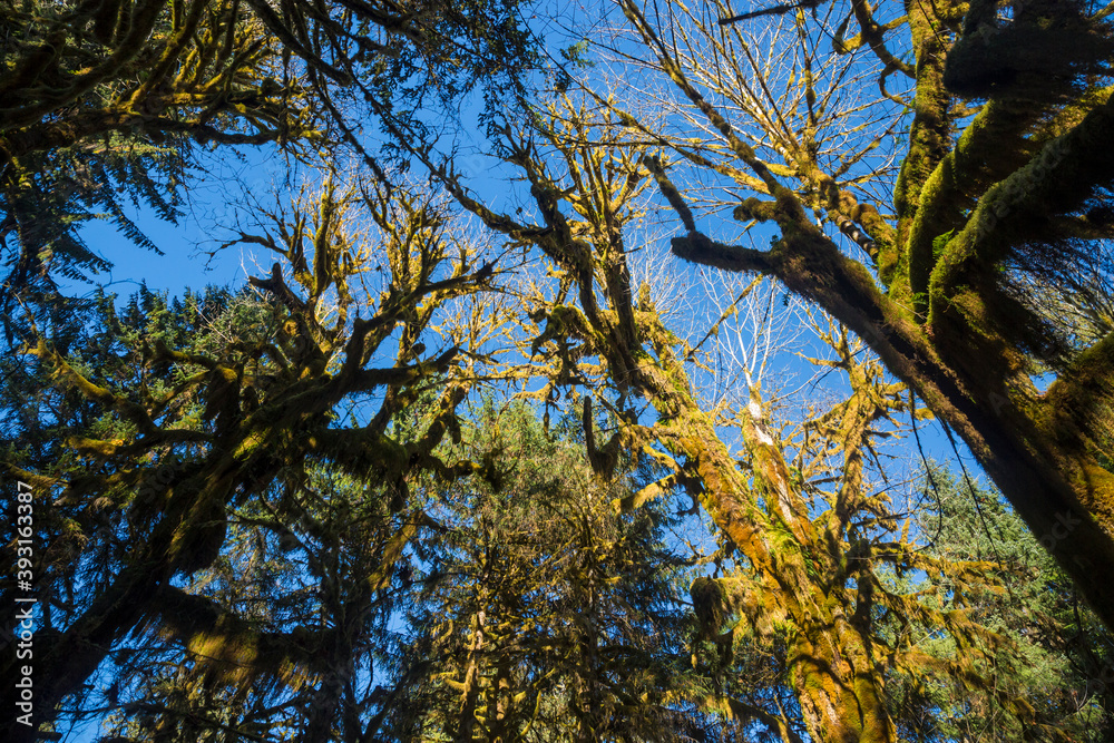 Obraz premium Landscape view of the trees in the Hoh Rainforest in Olympic National Park (Washington).