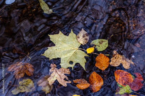 Beautiful red, orange and green autumn leaves in floating in a river. Picture from Scania county, southern Sweden