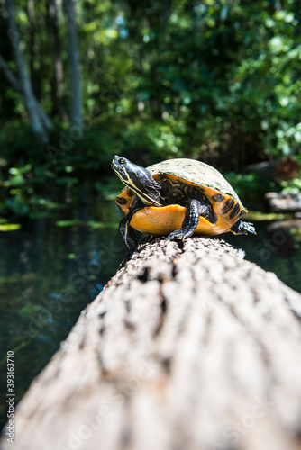 Fotografie, Obraz Close up of turtle on log in Ocala National Forest
