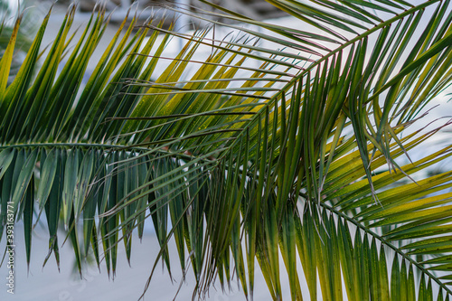 green palm leaf in the garden