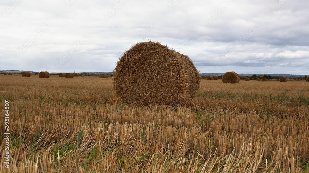 Hay bale in the field, autumn