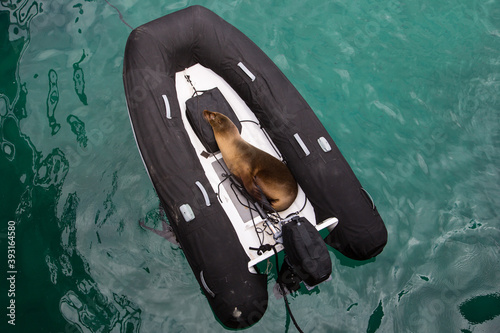 High angle view of Galapagos sea lion sleeping in inflatable boat photo