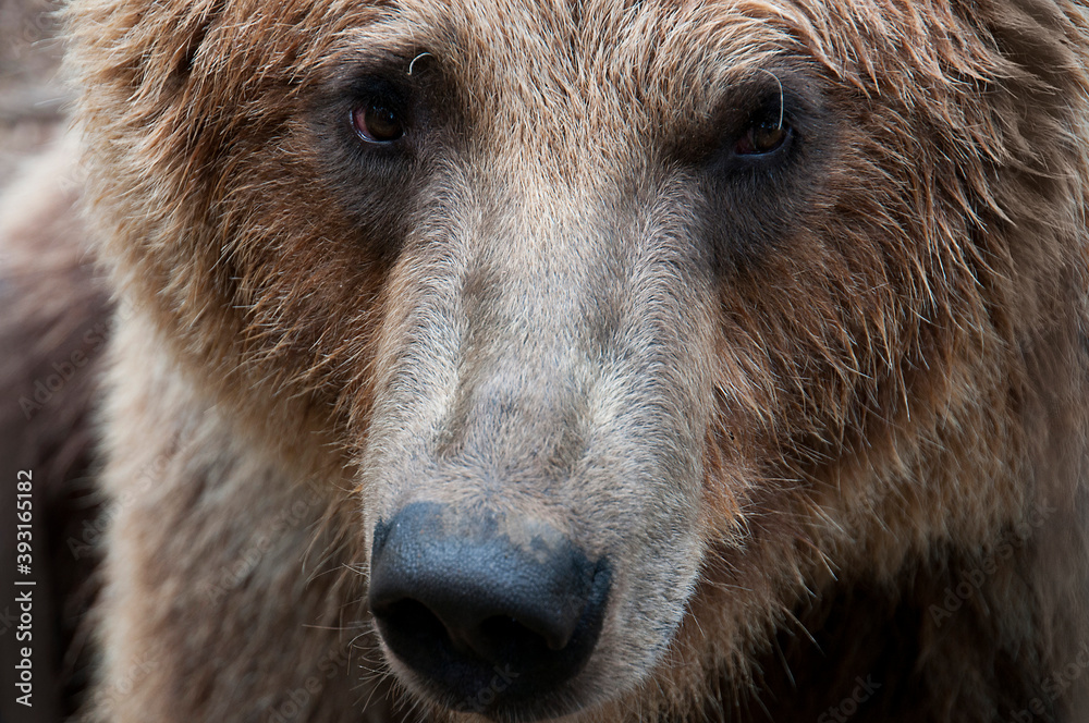 Close up of Alaska Peninsula brown bear Close up of Alaska Peninsula brown bear