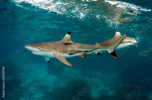 View of blacktip sharks swimming in sea photo