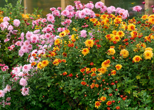 Bushes of colorful chrysanthemums in the garden in autumn.
