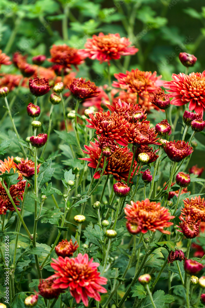 Bushes with burgundy flowers of chrysanthemums in the garden in autumn. Bushes with burgundy flowers of chrysanthemums in the garden in autumn.