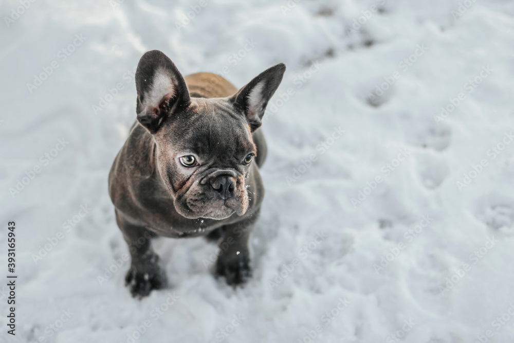 The French Bulldog sits in the snow in winter. Bulldog face close up