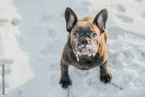 The French Bulldog sits in the snow in winter copy space. Funny face of a French Bulldog puppy covered in snow.