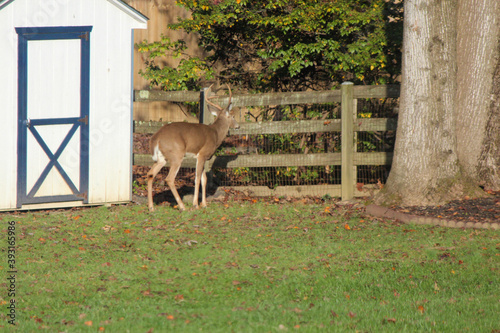 Whitetail Buck