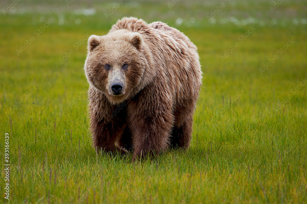 Portrait of Alaska Peninsula brown bear walking on grassy landscape Portrait of Alaska Peninsula brown bear walking on grassy landscape
