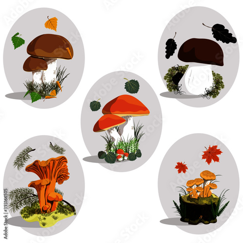 Set of mushrooms