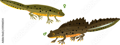 Male and female Cartoon crested newt isolated on white background photo