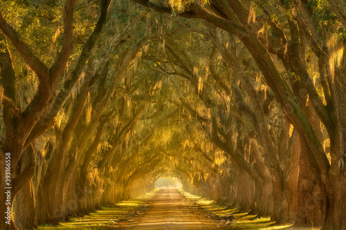 Scenic view of oak lined alley during sunset photo