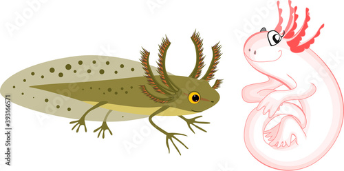 Cartoon newt larva and axolotl with external gills isolated on white background