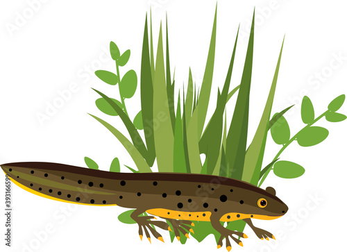 Cartoon newt and green plants isolated on white background