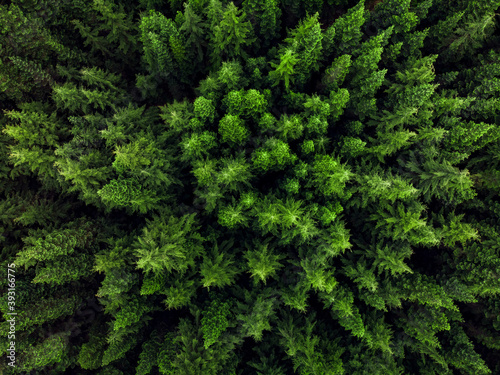 A topdown shot of bright evergreen trees.