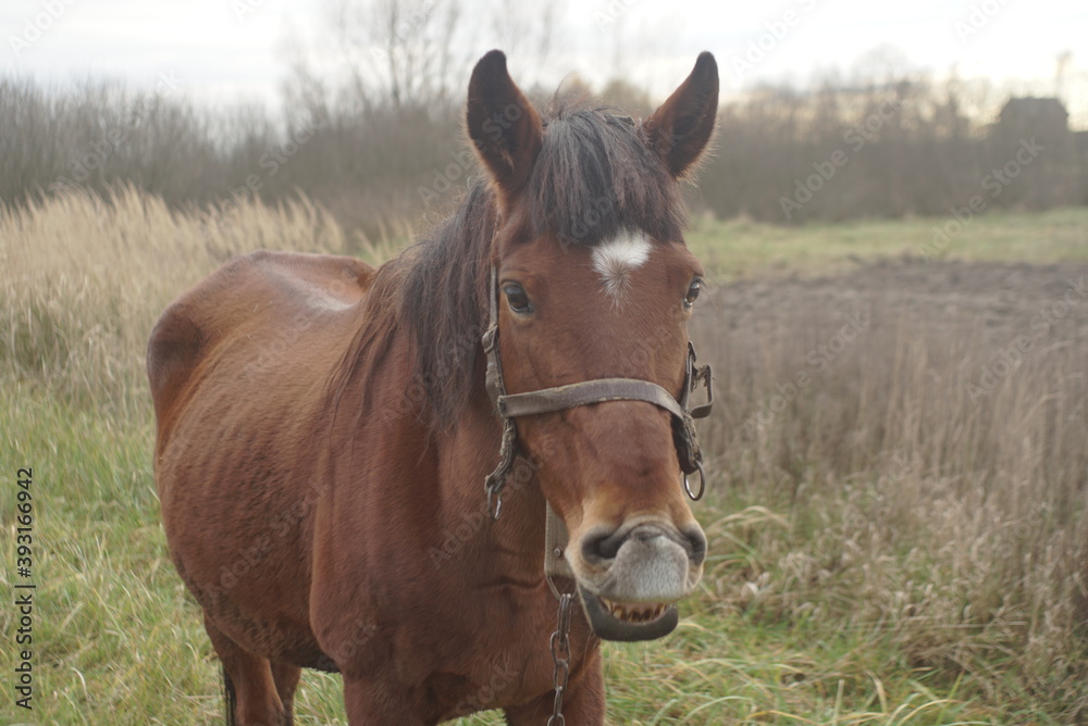 brown horse tied to pasture brown horse tied to pasture
