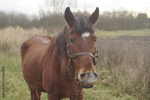 brown horse tied to pasture