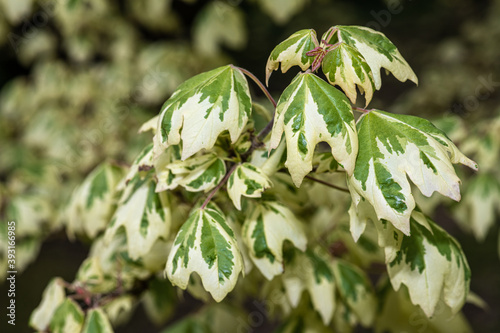 Leaves of Variegated Hedge or Field Maple (Acer campestre 'Carnival') photo