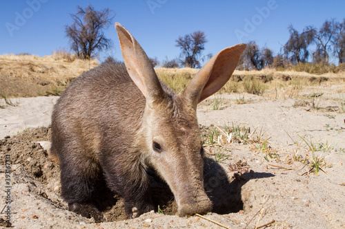 Close up of aardvark digging sand along dry river bed photo